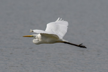 Airone bianco maggiore