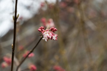 Spring tree flowering. Slovakia