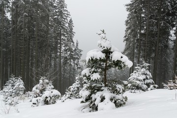 Nature covered in snow during deep winter. Slovakia