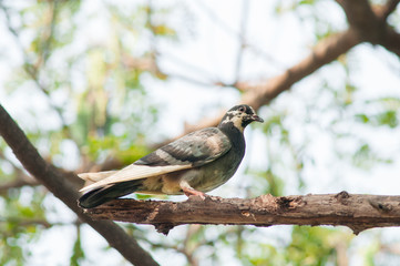 Bird on branch.