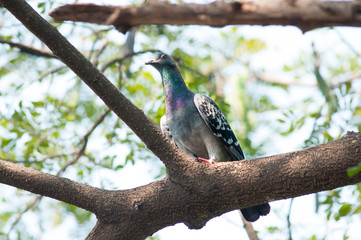 Bird on branch.