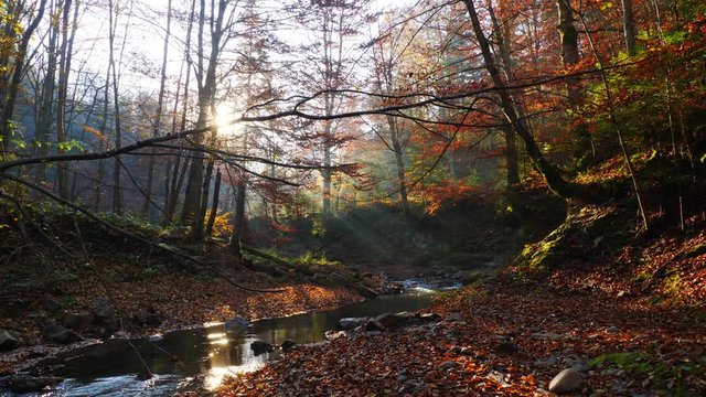The river in autumn forest and the sun shining through the foliage.
