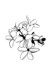 Flower sketch