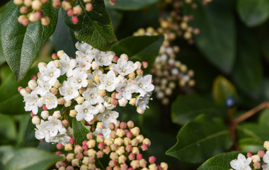 blossoming white flowers in early spring on a tree