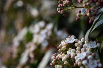 white flowers growing in clusters on trees