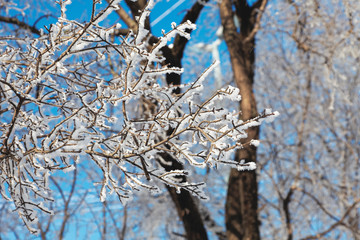 Close up of bush branches under the cap of snow. Tinted photo.