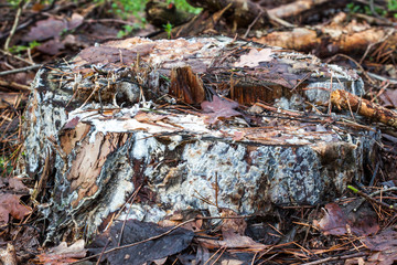 Closeup of a tree stump in the forest