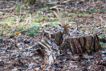 Closeup of a tree stump in the forest