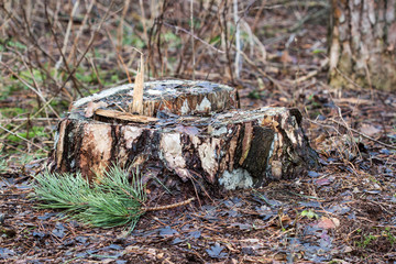 Closeup of a tree stump in the forest