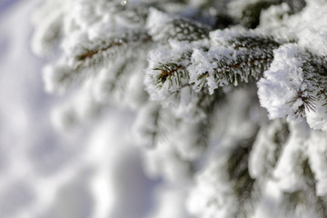 Close up of a spruce branches under the cap of snow.
