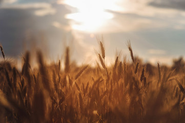 Fototapeta premium Rye spikes wheat on the field sunset agriculture Russian summer Ukrainian beautiful bread rye detailed