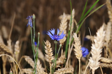 Blue Cornflower