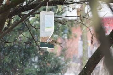 Bird in bird feeder during snowfall in winter. Slovakia