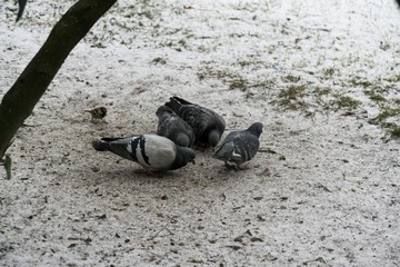 Fototapeta premium Pigeons and sparrows on the snow. Slovakia