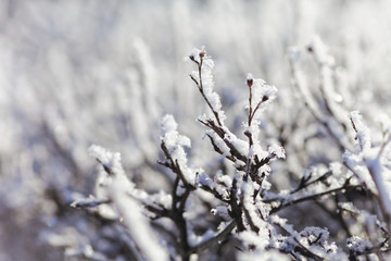 Close up of bush branches under the cap of snow. Tinted photo