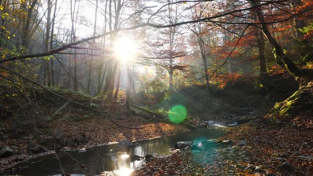 The river in autumn forest, the sun shining through the foliage. Camera movement