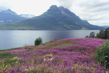 Ofotfjord - fiord w Norwegii © Iwona