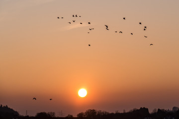 Krähen auf dem Feld