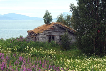 Drewniany dom kryty darnią nad fiordem Ofotfjord w Norwegii