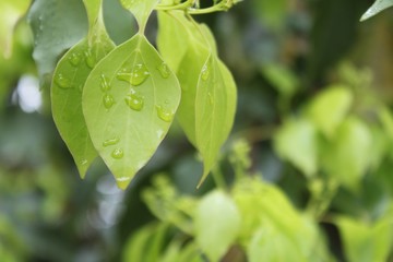 雨の葉