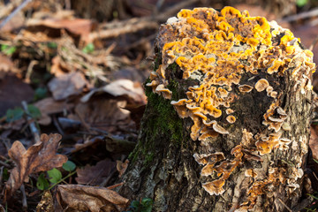 Stump with mushrooms in autumn forest