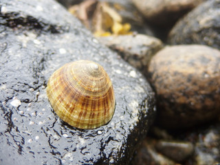 Norweskie wyspy Lofoty - muszla na kamieniu