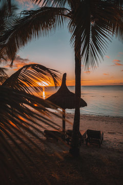 Silhouette of palm tree, sun loungers and parasol on beach at sunset