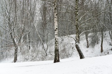 Trees in town Zilina covered by snow. Slovakia 