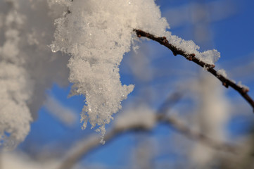 Schnee auf Zweigen