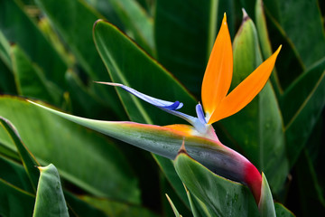 Heligonie 1 © Joerg