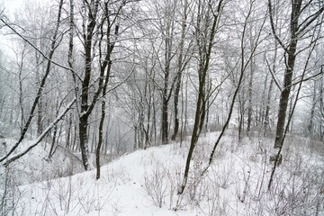 Nature covered in snow during deep winter. Slovakia