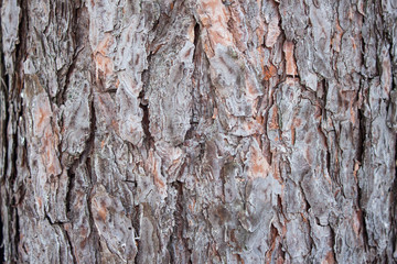 Close up of pine bark