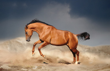 Fototapeta na wymiar golden chestnut don horse runs free in desert