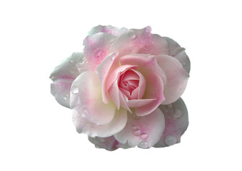 pink rose