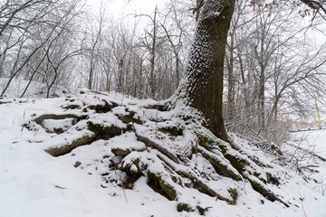 Oak tree with big roots during winter. Slovakia