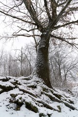 Oak tree with big roots during winter. Slovakia