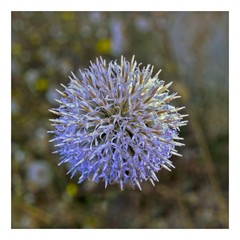 Fototapeta premium Violet flower