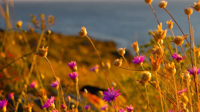 Desert Flowers On The Coast Of Azov Sea
