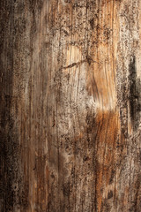 Dry tree texture background close up