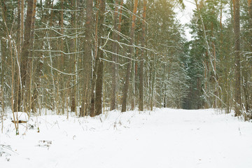 Beautiful winter woods.