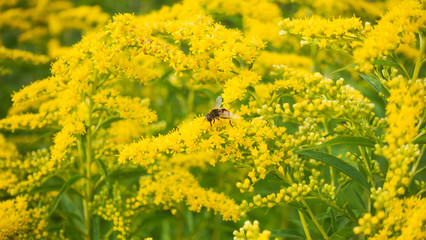 Bee on flower. Yellow flowers and a bee.