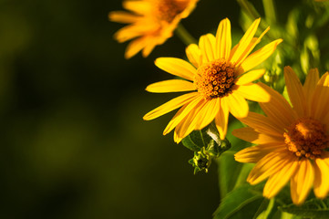 bouquet of bright yellow flowers Heliopsis helianthoides