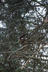 枝に止まった栗鼠