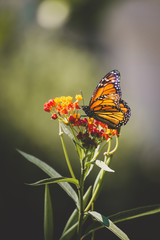 Monarch Butterfly on Milkweed