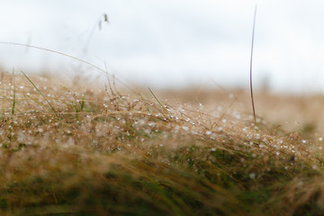 Drops of dew on the dried grass. bokeh. closeup. background.