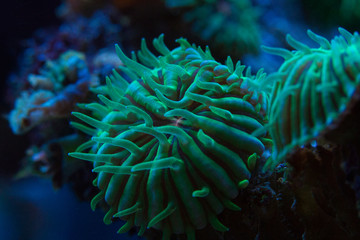 Fototapeta na wymiar Fungia sp. Koralle