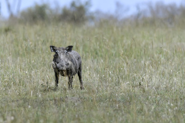 warthog in the savannah of africa