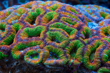Acanthastrea lordhowensis