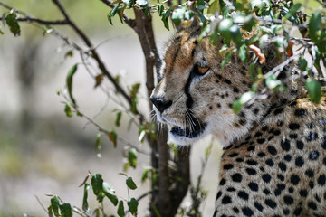 cheetah © Herbert