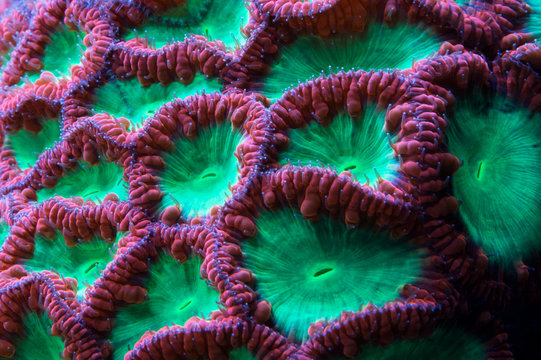 Blastomussa merleti